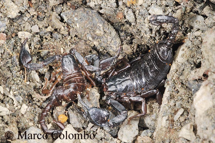 cannibalismo Euscorpius concinnus